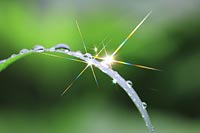 lichtnahrung